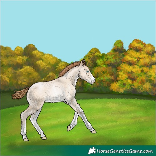 Horse Color:Buckskin Pearl Dun Sabino 