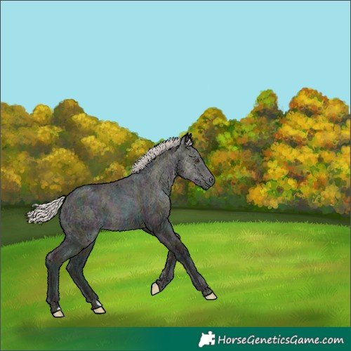 Horse Color:Midnight Silver Brown Ice Dun 