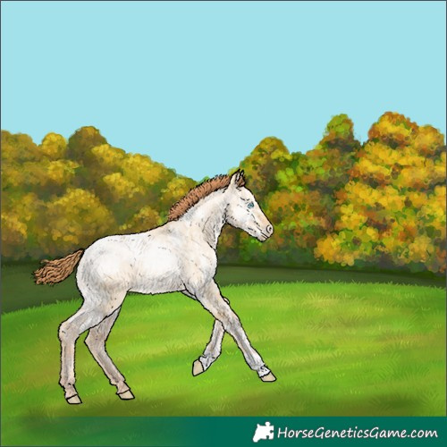 Horse Color:Buckskin Ice Pearl Dun 
