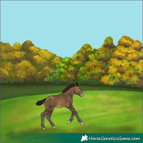 Horse Color:Gray Sable Cream Champagne 