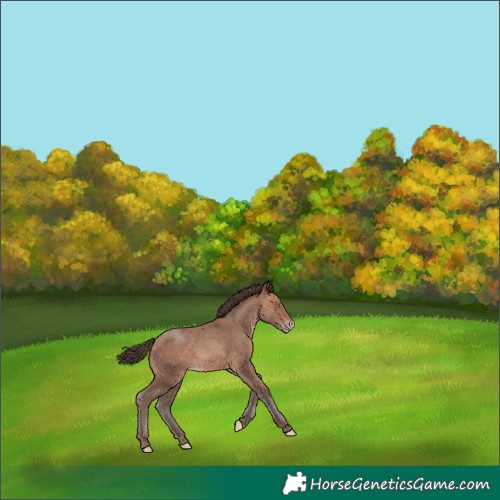 Horse Color:Amber Champagne Appaloosa 
