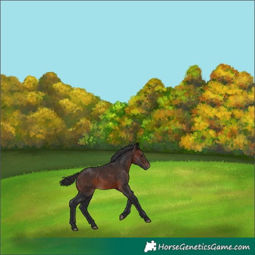 Horse Color:Brown 