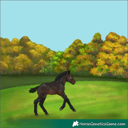 Horse Color:Gray Bay 