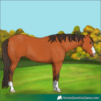 Horse Color:Bay 
