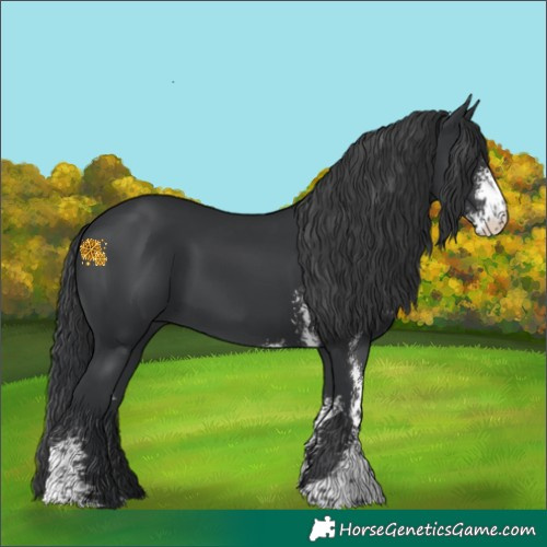 Horse Color:Black Sabino 