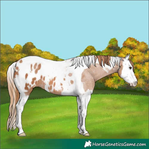 Horse Color:Chestnut Splash Tobiano Appaloosa 