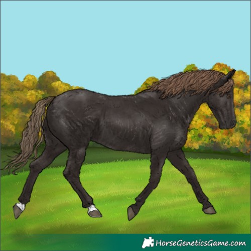 Horse Color:Liver Chestnut 