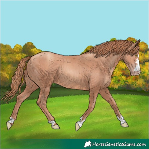 Horse Color:Gold Champagne 