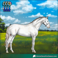 Horse Color:Amber Cream Champagne Pearl Sabino Splash Near Leopard 
