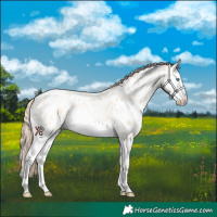 Horse Color:Amber Cream Champagne Pearl Sabino Splash Appaloosa