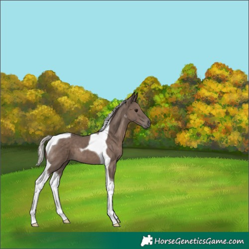 Horse Color:Silver Black Tobiano 