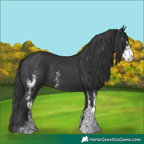 Horse Color:Black Sabino 