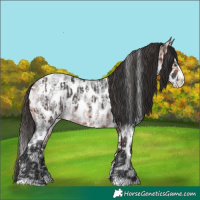 Horse Color:Bay Sabino Splash Leopard  and Bay Roan Splash Leopard 