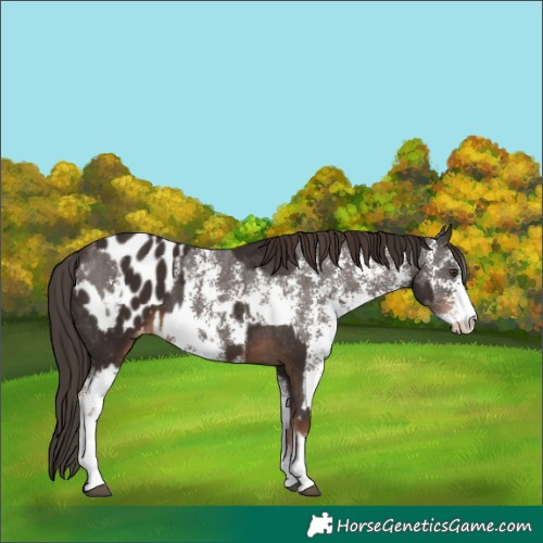 Horse Color:Liver Chestnut Sabino Splash Blanket  and Liver Chestnut Sabino Blanket 