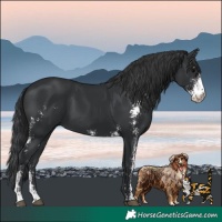 Horse Color:Black Sabino 