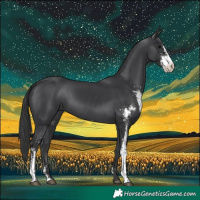 Horse Color:Black Sabino 