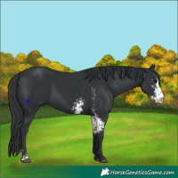 Horse Color:Black Sabino