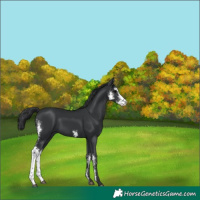 Horse Color:Black Sabino 
