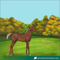 Horse Color:Chestnut 