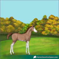 Horse Color:Red Dun Splash  and Red Dun Splash 