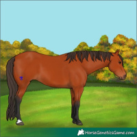 Horse Color:Bay 