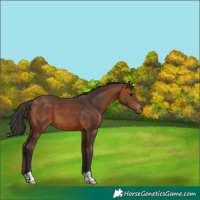 Horse Color:Bay 