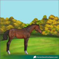Horse Color:Bay 