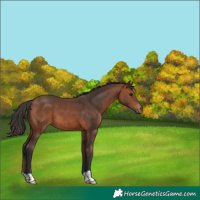 Horse Color:Bay 