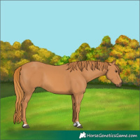 Horse Color:Chestnut 