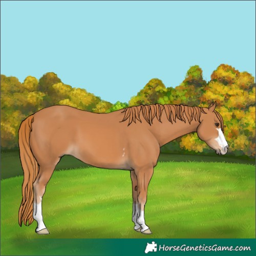 Horse Color:Chestnut 