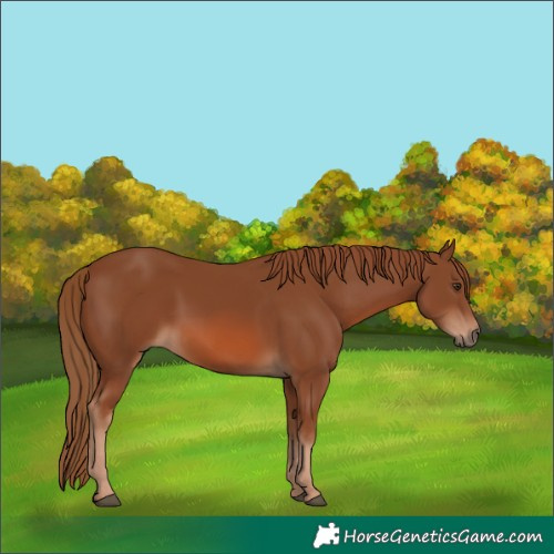 Horse Color:Chestnut 