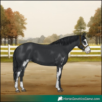 Horse Color:Black Sabino 