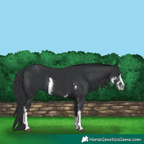 Horse Color:Black Sabino 