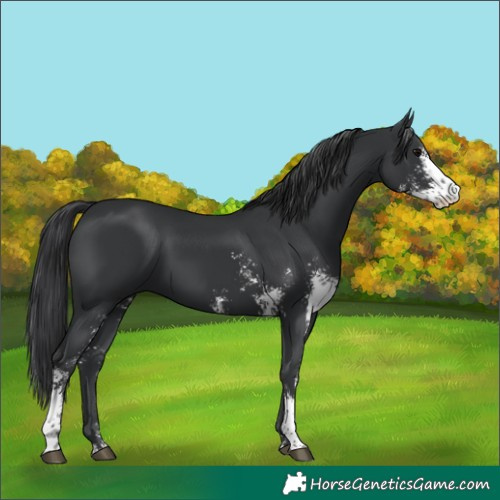 Horse Color:Black Sabino 