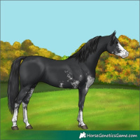 Horse Color:Black Sabino 