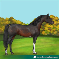 Horse Color:Brown Tobiano Varnish