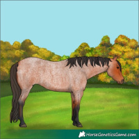 Horse Color:Bay Roan 