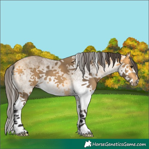 Horse Color:White Spotted Buckskin Splash 