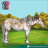 Horse Color:White Spotted Buckskin Splash