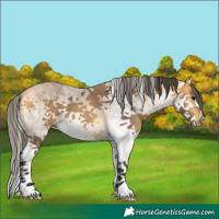 Horse Color:White Spotted Buckskin Splash