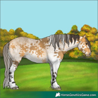 Horse Color:White Spotted Buckskin Splash 
