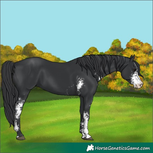 Horse Color:Black Sabino 