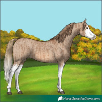 Horse Color:Red Dun Splash  and Red Dun Splash 