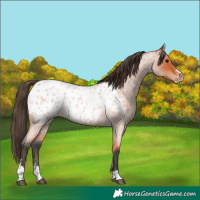 Horse Color:Bay Roan Appaloosa 