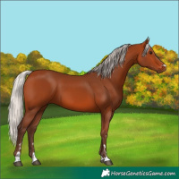 Horse Color:Silver Bay 