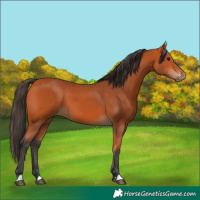Horse Color:Bay 