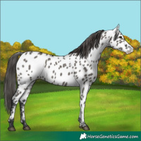 Horse Color:Grullo Appaloosa 