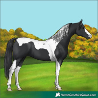 Horse Color:Black Tobiano 
