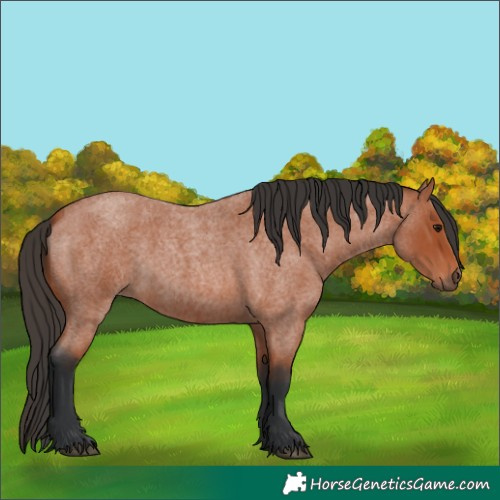 Horse Color:Bay Roan 
