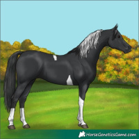 Horse Color:Black Tobiano 